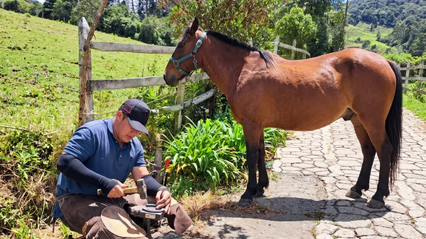 Our Equine Welfare Program: How We Care for Our Horses